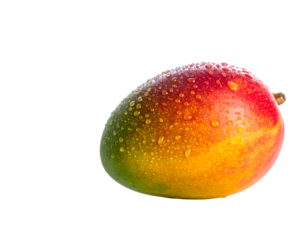 Chilled mango out of the fridge with condensate droplets isolated on white background. Fresh bright fruits.