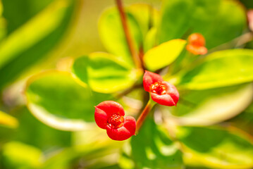 Obraz premium Euphorbia milii, the crown-of-thorns, Christ plant or Christ's thorn, is a species of flowering plant in the spurge family, Euphorbiaceae, native to Madagascar. The specifies commemorates Baron Milius