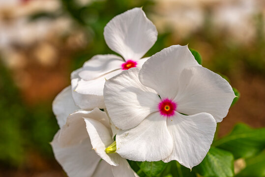 Catharanthus roseus, commonly known as bright eyes, Cape periwinkle, graveyard plant, Madagascar periwinkle, old maid, pink periwinkle, rose periwinkle, is a perennial species of flowering plant in th