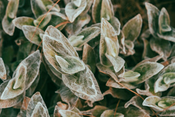 Fototapeta premium Tradescantia sillamontana is a perennial evergreen herbaceous plant of the genus Tradescantia. This species is one of the most succulent and xerophytic species of Tradescantia.