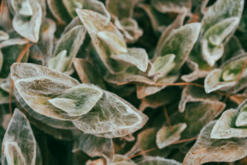 Tradescantia sillamontana is a perennial evergreen herbaceous plant of the genus Tradescantia. This species is one of the most succulent and xerophytic species of Tradescantia.