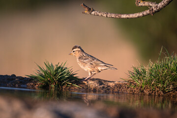 Close-up of a wild bird in its natural habitat, perched and blending with the surrounding environment