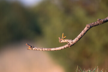 Close-up of a wild bird in its natural habitat, perched and blending with the surrounding environment