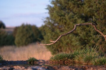 Close-up of a wild bird in its natural habitat, perched and blending with the surrounding environment