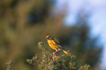 Close-up of a wild bird in its natural habitat, perched and blending with the surrounding environment