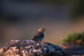 Close-up of a wild bird in its natural habitat, perched and blending with the surrounding environment