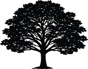 Hickory Tree Silhouette Illustration   Hickory Tree Outline Graphic © Shahar