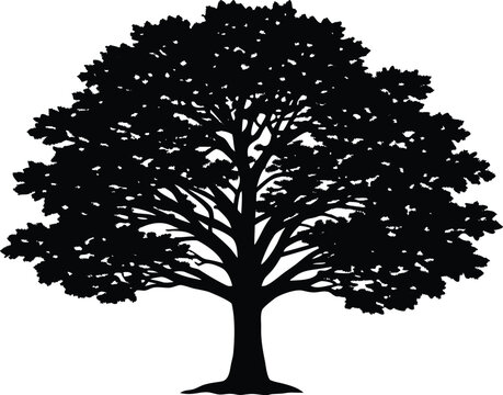 Hickory Tree Silhouette Illustration | Hickory Tree Outline Graphic