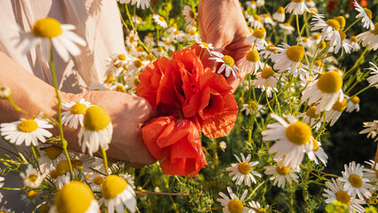 Close-up of a person's hands gently holding a vibrant bouquet of red poppies, bathed in the warm,...