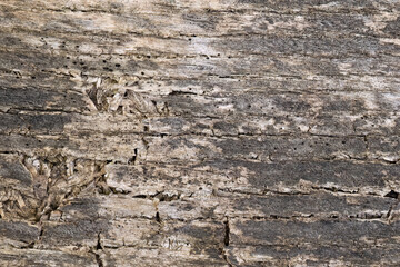 Close-up of weathered and cracked wood surface

