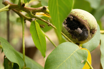 Rotten walnut fruit on tree branch
