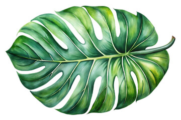 Watercolor painting of a monstera leaf isolated on transparent background, showcasing its intricate details and vibrant green color, capturing the essence of tropical nature