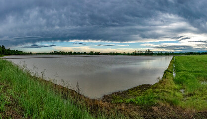 Panorama di risaie della pianura novarese