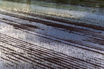 Dettaglio di risaia della pianura novarese