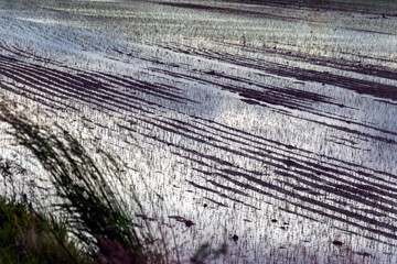 Dettaglio di risaia della pianura novarese