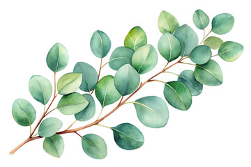 Watercolor eucalyptus branch isolated on transparent background, showcasing delicate green leaves and intricate details, perfect for botanical illustrations and natureinspired designs