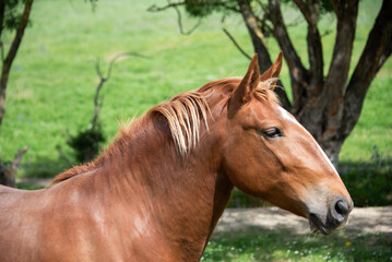 Fototapeta premium Close-up of a horse grazing in a field