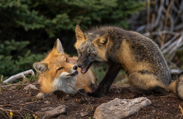 Red foxes playing 