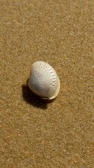 shells on the sand