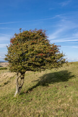 A common hawthorn with red berries in September