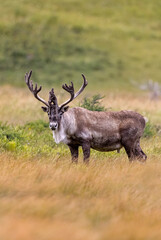 Caribou 