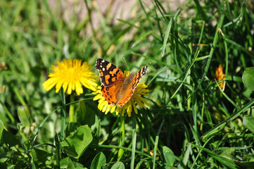 Butterfly pollinating wild yellow flowers