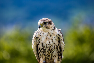 Falco cherrug is a large falcon species. Close-up
