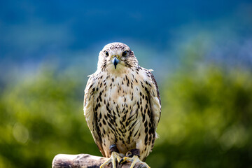 Falco cherrug is a large falcon species. Close-up