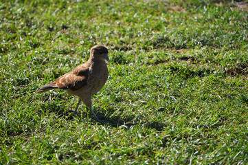 Chimango, Harrier on the grass