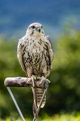 Falco cherrug is a large falcon species. Close-up
