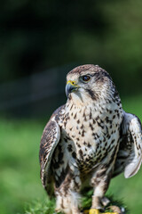 Falco cherrug is a large falcon species. Close-up