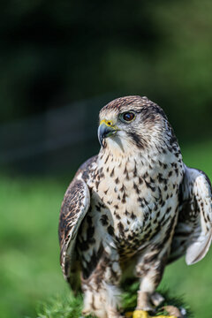 Falco cherrug is a large falcon species. Close-up