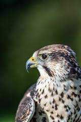 Falco cherrug is a large falcon species. Close-up