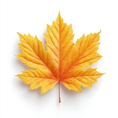 Close-up of a vibrant autumnal maple leaf