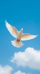 Obraz premium White Dove's Azure Ascent
