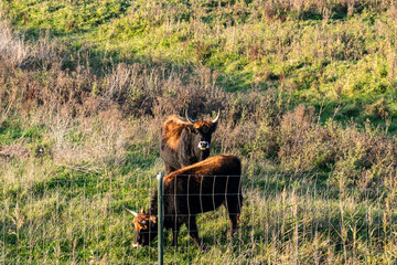 Wild bison cows with large horns graze in a meadow in the Oostvaardersplassen nature reserve in Almere, selective focus. Wildlife tourist attractions in the Netherlands.