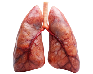 3D realistic human lungs in a transparent background