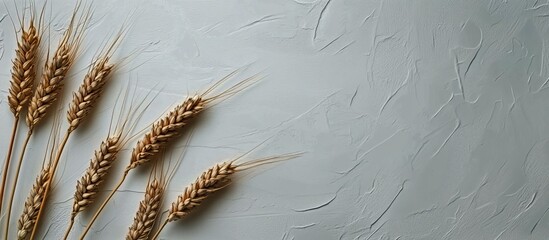 Several Stalks of Ripe Wheat Laying on a Textured Neutral Background