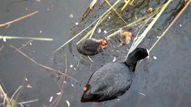 Mother Eurasian coot feeding her birdlings