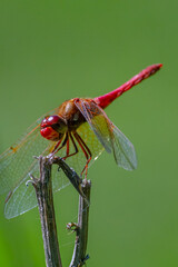 Libélula posada sobre rama seca en primer plano