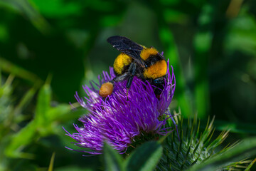Abejorro sobre flor morada