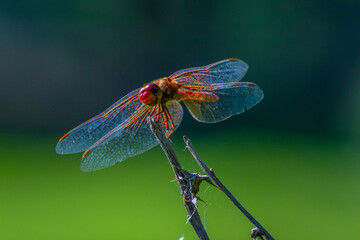 Dragonfly perched on a dry branch close-up
