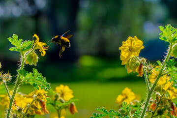 Abejorro recolectando néctar en campo silvestre
