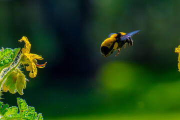 Abejorro recolectando néctar en campo silvestre