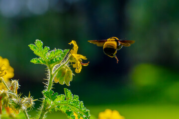 Abejorro recolectando néctar en campo silvestre
