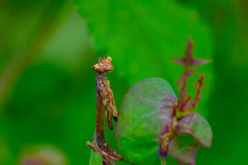 Praying mantis detail observing the environment