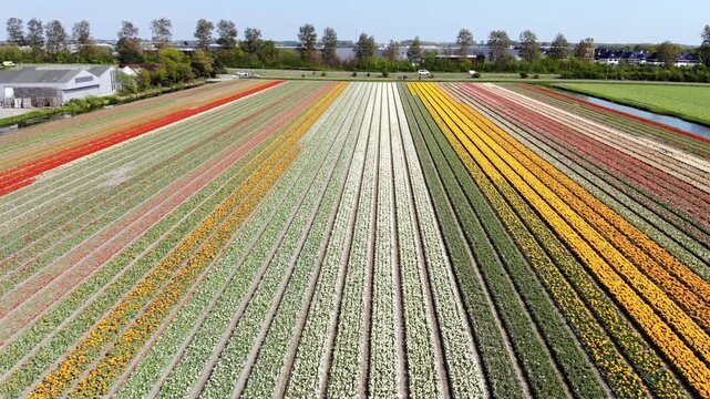 Aerial drone view of blooming tulip fields in the Netherlands