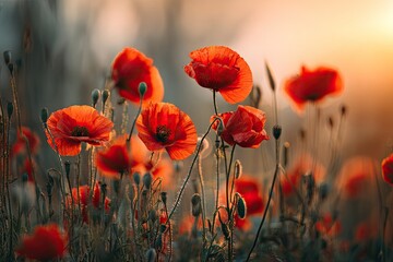 Obraz premium Vibrant red poppies in a field at sunset. Soft focus, golden light