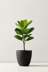 A small, healthy fiddle leaf fig plant in a dark gray/black pot against a plain white background