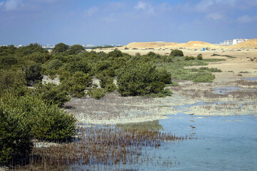 Al Khor Island (aka Purple Island) general landscape view with mangroves, Qatar